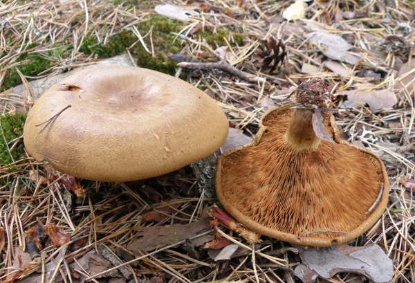 Paxillus involutus - Brown Rollrim, pine woodland