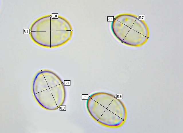 Spores of Paxillus obscurisporus