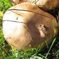 Young cap of Paxillus obscurisporus