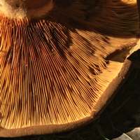 Gills of Paxillus obscurisporus