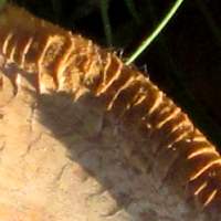 Grooved margin of mature cap of Paxillus obscurisporus