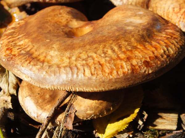 Paxillus obscurisporus under Betula pendula
