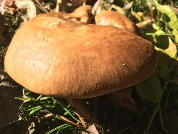 Paxillus obscurisporus, southern England