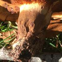 Stem of Paxillus obscurisporus
