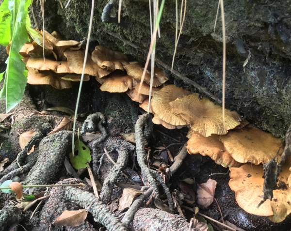 Paxillus olivellus