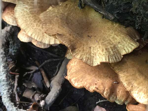 Paxillus olivellus, southern England