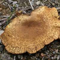 Cap of Paxillus olivellus