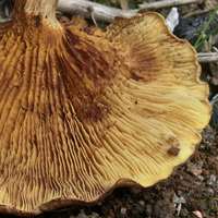 Gills of Paxillus olivellus