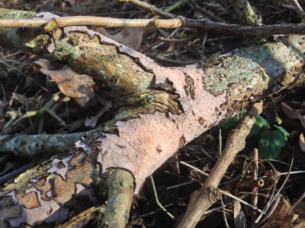 Peniophora quercina  - Oak Crust