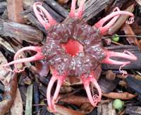 Mature stage of Aseroe rubra, Starfish Fungus or Anemone Stinkhorn
