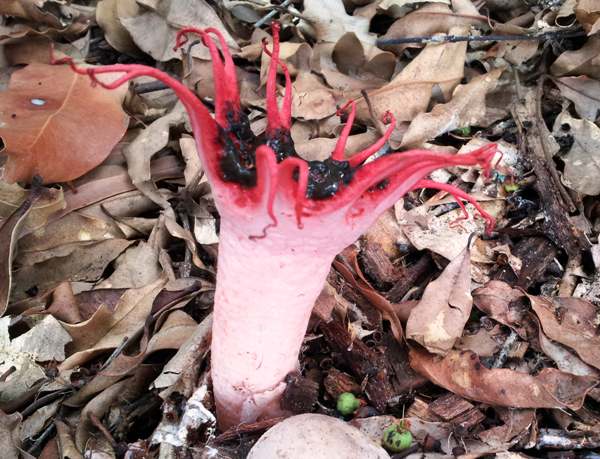 Aseroe rubra, Starfish Fungus or Anemone Stinkhorn