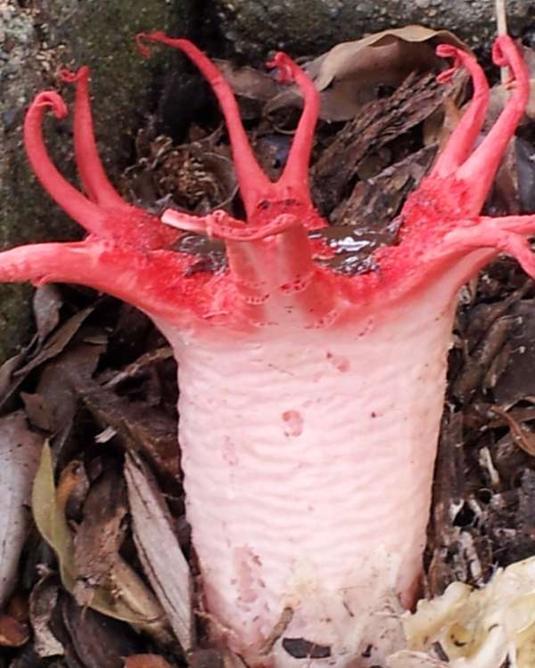Stem of Aseroe rubra, Starfish Fungus or Anemone Stinkhorn