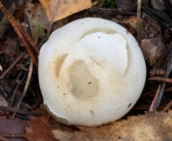 Egg stage of Aseroe rubra