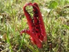 Clathrus archeri