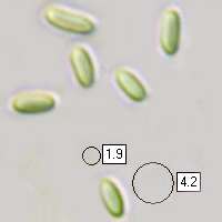Spores of Mutinus caninus, Dog Stinkhorn