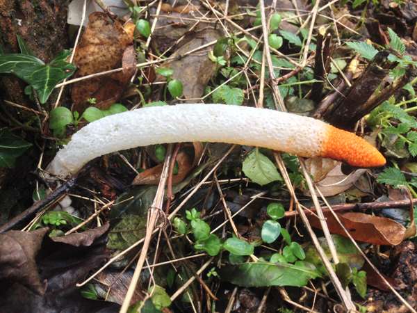 Flies have eaten the gleba of this Dog Stinkhorn,  Mutinus caninus
