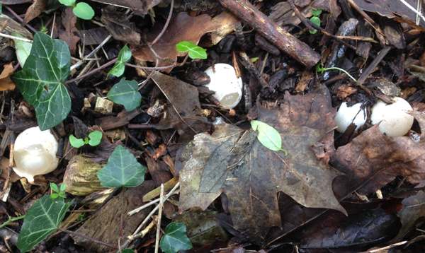 Eggs of Mutinus caninus - Dog Stinkhorn, England