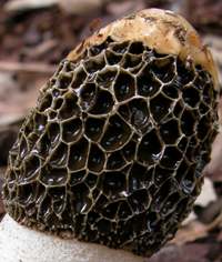 Cap of Phallus hadriana with most of the gleba already consumed by flies