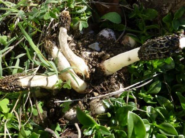 Phallus hadriani group - Dune Stinkhorn, Andalucia region of Spain