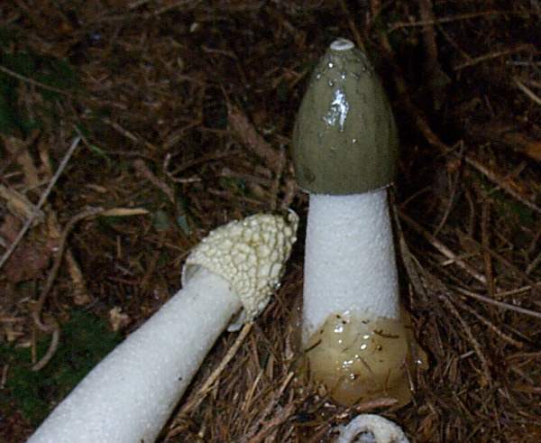 Phallus impudicus - Stinkhorn