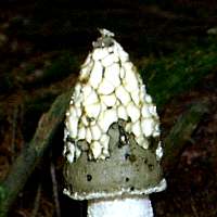 Cap of Phallus impudicus