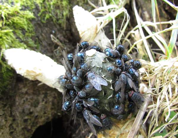 Phallus impudicus, Stinkhorns on a rotten tree stump