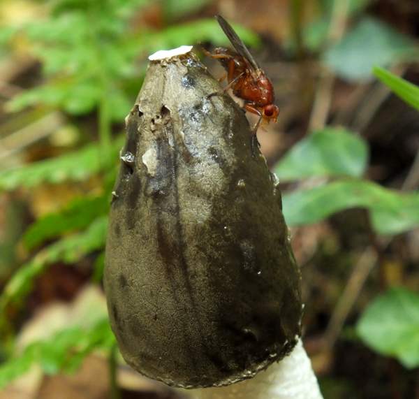 Phallus impudicus, west Wales UK