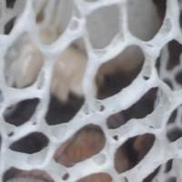 Veil or net of Phallus indusiatus