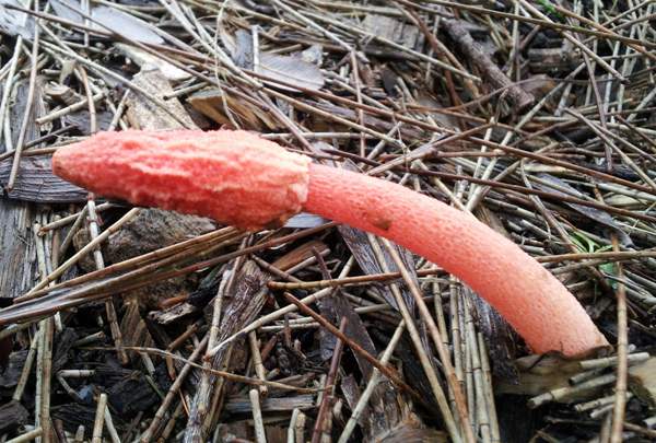 Phallus rubicundus, Australia, after flies have eaten the gleba