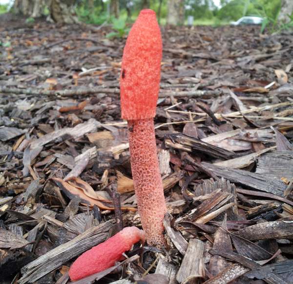 Phallus rubicundus, Australia, after flies have eaten the gleba (Australia)