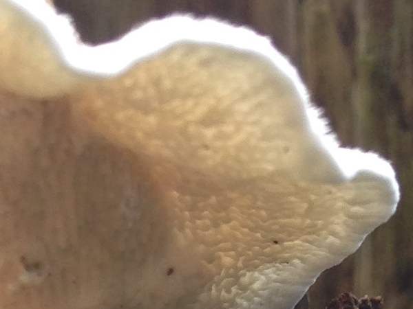 Byssomerulius corium, Netted Crust, closeup of fertile surface