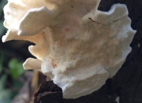 Byssomerulius corium, Netted Crust
