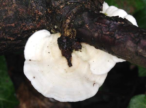 Byssomerulius corium, Netted Crust, infertile surface
