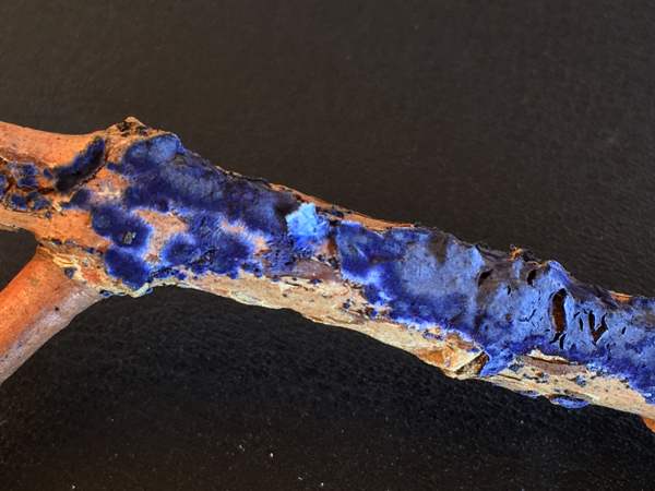 Terana caerulea, Cobalt Crust,on Snowberry