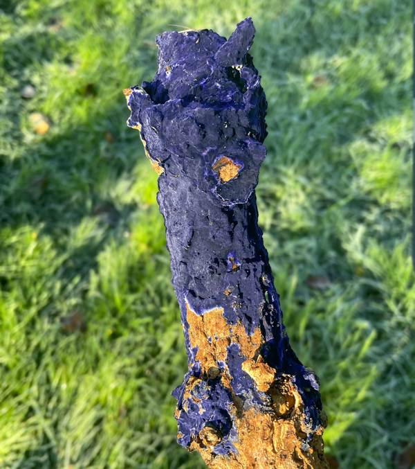 Terana caerulea, Cobalt Crust, on Elder