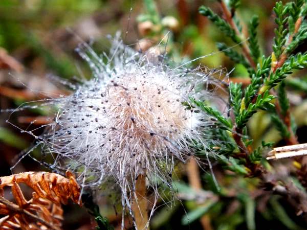 Spinellus fusiger - Bonnet Mould