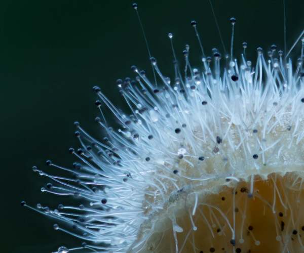 Spinellus fusiger - Bonnet Mould, closeup