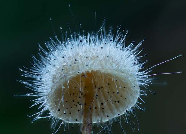 Spinellus fusiger - Bonnet Mould, on a Mycena mushroom