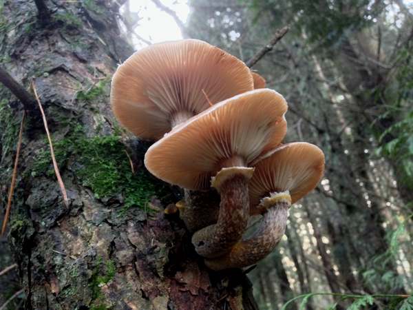Armillaria borealis