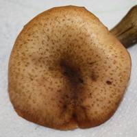 Cap of Armillaria borealis