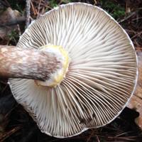 Gills of Armillaria borealis