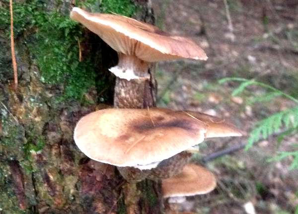 Armillaria borealis, southern England