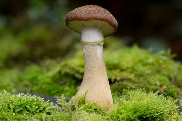 Armillaria gallica, Bulbous Honey Fungus - mature specimen