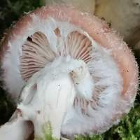Young gills of Armillaria gallica