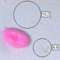 Spore, Armillaria ostoyae