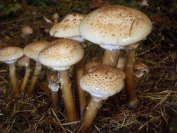 Armillaria ostoyae - Dark Honey Fungus