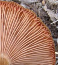 Gills of Desrmillaria tabescens, Ringless Honey Fungus