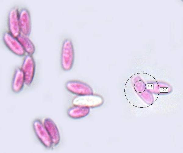 Spores of Flammulina elastica