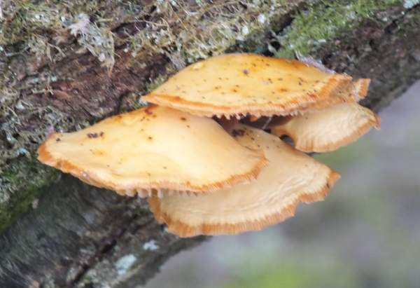 Flammulina elastica, Willow Velvet Shank
