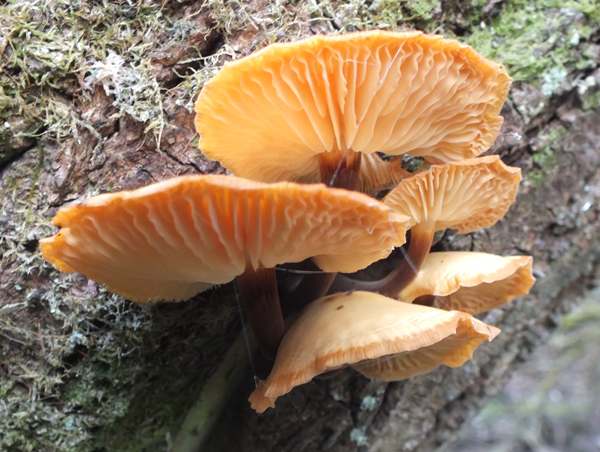 Flammulina elastica on a Got Willow trunk